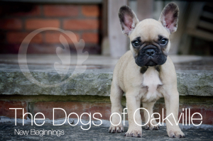 The Dogs of Oakville